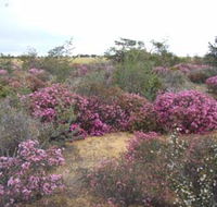 Reynoldson's Flora Reserve - Sydney Tourism