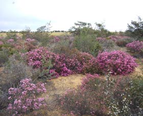 Reynoldson's Flora Reserve - Sydney Tourism 0