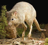 Kanyana Wildlife - Sydney Tourism