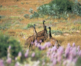 Jurabi Coastal Reserve - Sydney Tourism 0
