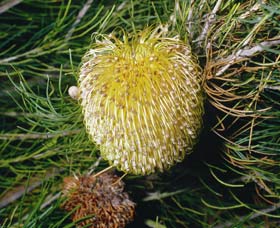 Gidgegannup WA Sydney Tourism