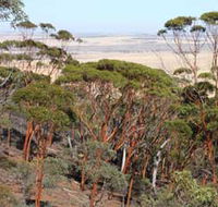 Mount Matilda Walk Trail Wongan Hills - Sydney Tourism
