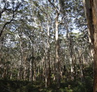 Boranup Karri Forest - Sydney Tourism