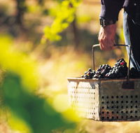 Burge Family Winemakers - Sydney Tourism