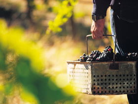 Barossa Valley SA Sydney Tourism