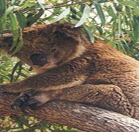 Mikkira Station - Sydney Tourism