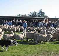 Curringa Farm - Accommodation and Farm Tours - Sydney Tourism