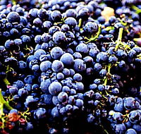 Laurel Bank Vineyard - Sydney Tourism