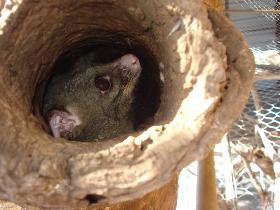 Mulga Sanctuary And Wildlife Park - Sydney Tourism 0
