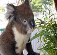 Glen-Forest Tourist Park - Sydney Tourism