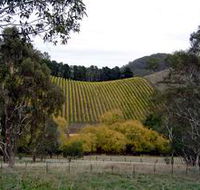 Mt Bera Vineyards