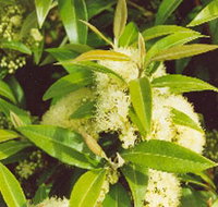 Tumbeela Native Bushfoods - Sydney Tourism