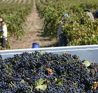 Rolf Binder Wines - Sydney Tourism