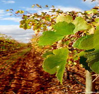 Mirabella Vineyards