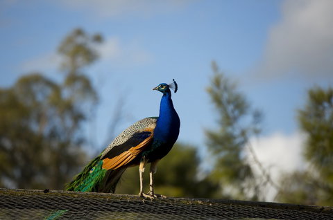 Maggie Beer's Farm Shop - Sydney Tourism 4