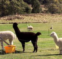 Maydena Country Cabins Accommodation  Alpaca Stud - Sydney Tourism