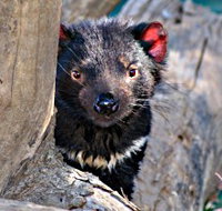 Trowunna Wildlife Sanctuary - Sydney Tourism
