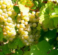 Winstead Vineyard - Sydney Tourism