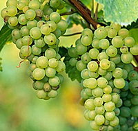 TP Vineyards - Sydney Tourism