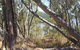 Black Mountain - thumb 0