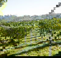 Surveyor's Hill Vineyards - Sydney Tourism