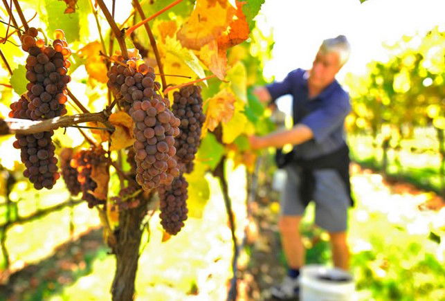 Mount Direction TAS Sydney Tourism