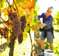 Native Point Wines - Sydney Tourism