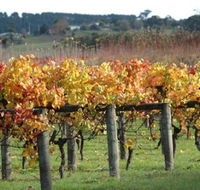 Apsley Gorge Vineyard