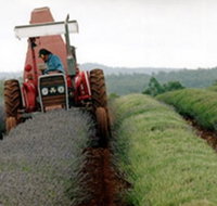 Bridestowe Lavender Farm - Sydney Tourism