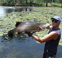 Barra Feeding - Sydney Tourism