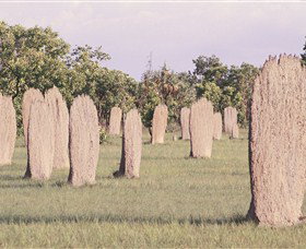 Magnetic Termite Mounds - Sydney Tourism 0