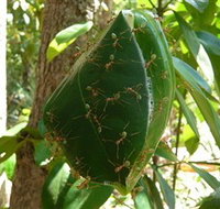 Greenant Creek Walk - Sydney Tourism