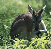 Tjaetaba Falls - Sydney Tourism