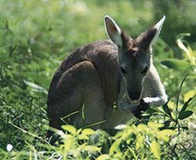 Tjaetaba Falls - Sydney Tourism 0