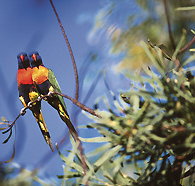 Wangi Falls Walk - Sydney Tourism