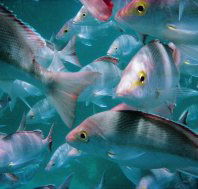 Palm Beach Reef Dive Site - Sydney Tourism