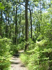 Mapleton Falls National Park - Sydney Tourism 0