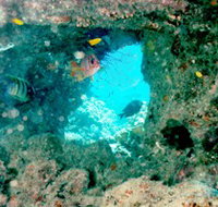 Michaelmas Cay Dive Site - Sydney Tourism