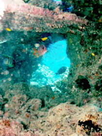 Michaelmas Cay Dive Site - Sydney Tourism 0