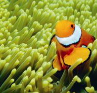 Thetford Reef Dive Site - Sydney Tourism