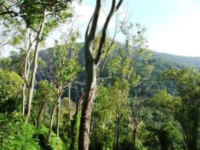 Smiths Track, Barron Gorge National Park - Sydney Tourism 0