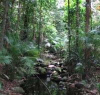 Mossman Gorge Rainforest Circuit Track Daintree National Park - Sydney Tourism