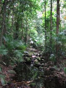 Mossman Gorge Rainforest Circuit Track, Daintree National Park - Sydney Tourism 0