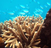Normanby Reef - Sydney Tourism