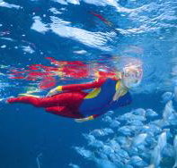 Pixie Pinnacle Dive Site - Sydney Tourism