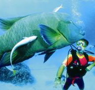 Cod Hole Dive Site - Sydney Tourism