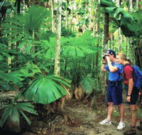 Mount Sorrow Ridge Trail Daintree National Park - Sydney Tourism