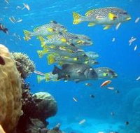 Coral Gardens Dive Site Flynn Reef - Sydney Tourism