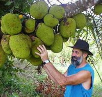 Cape Trib Exotic Fruit Farm - Sydney Tourism