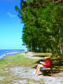Melaleuca Track - Sydney Tourism 0